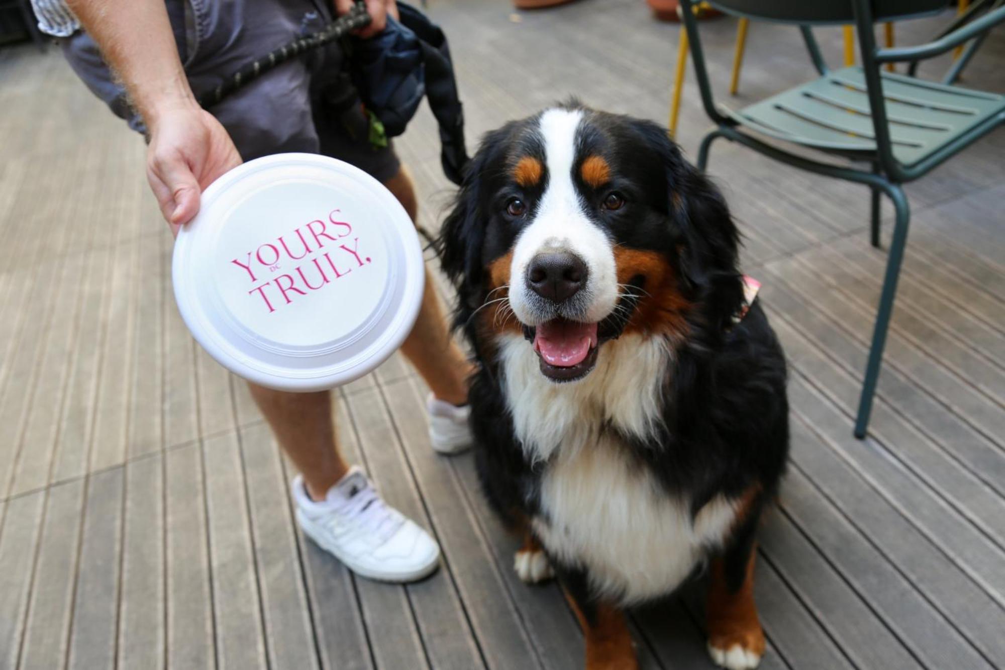 Vignette Collection Yours Truly Dc By Ihg Washington Kültér fotó Bernese Mountain Dog with a disc